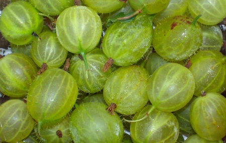 Gooseberries from Full Circle Farm. Photo copyright 2009 by Zachary D. Lyons.