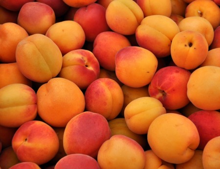 Gold Rich apricots from ACMA Mission Orchards. Photo copyright 2013 by Zachary D. Lyons.