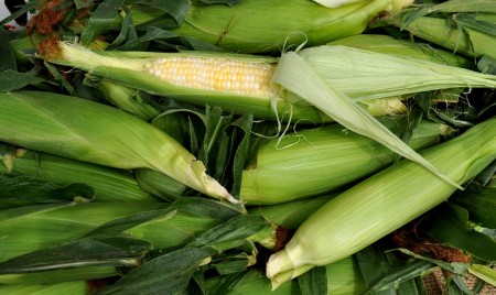 Sweet corn from Lyall Farms. Photo copyright 2013 by Zachary D. Lyons.