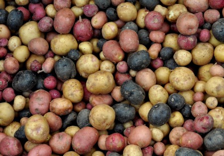 Spud Nuts from Olsen Farms. Photo copyright 2013 by Zachary D. Lyons.
